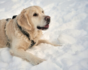  Elegant White Male Golden Retriever Portrait Amidst Snowy Landscape of Oslo, Norway