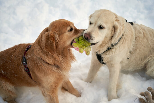  Two Golden Retrievers Engaged in Snowy Playtime in Oslo, Norway - A Heartwarming Scene of Canine Camaraderie and Joy Amidst Winter Wonderland