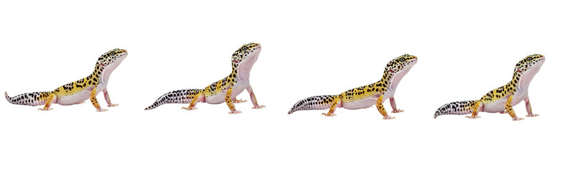 Colorful lizard set isolated on white background