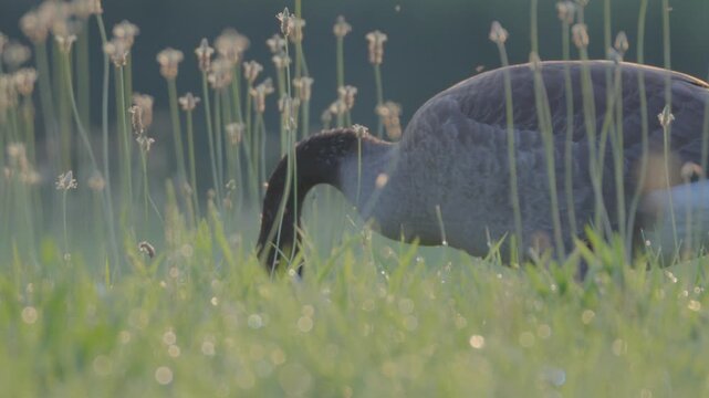 Geese in field 4K 120fps