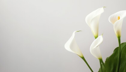 Obraz premium Beautiful calla lily flowers on white background. Space for text