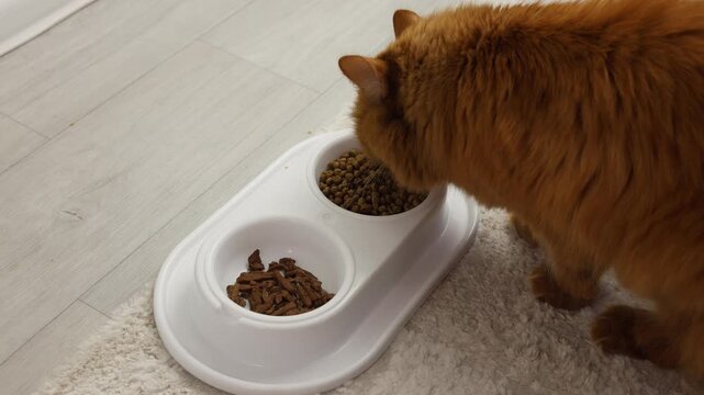 A red-haired cat eats cat food from a bowl. Feeding a pet at home
