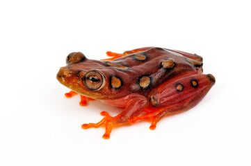 Argus reed frog // Afrikanischer Riedfrosch (Hyperolius argus)