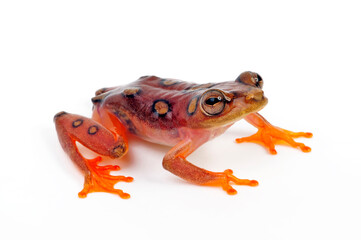 Argus reed frog // Afrikanischer Riedfrosch (Hyperolius argus)