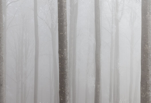 A misty forest landscape during what appears to be late autumn or winter, characterized by tall, bare tree trunks disappearing into dense fog - Powered by Adobe