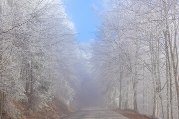 A dirt road through a forest during a foggy, frosty morning and trees lining the road are covered in rime ice, hoarfrost