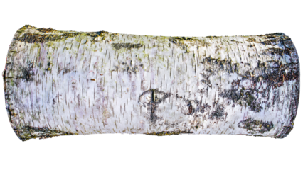 Birch Tree Log Isolated