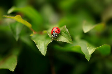 Red ladybug sitting on plant