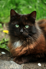 Portrait of cute street cat