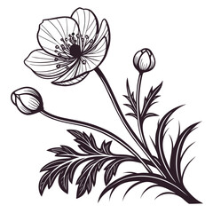 Glacier Buttercup Flower Vector Illustration | Alpine Wildflower Botanical Artwork | Mountain Flora Design