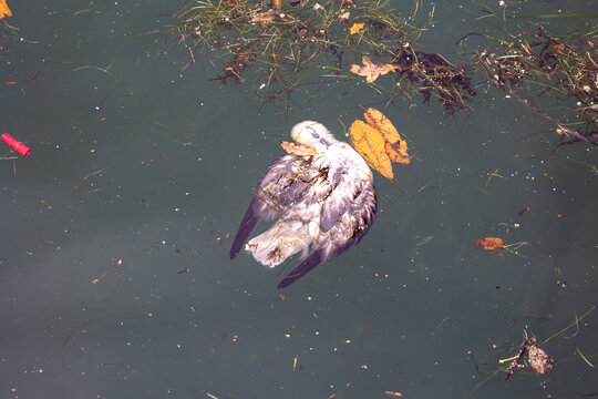 Dead bird floating in polluted water with debris and trash