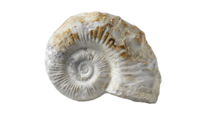 Fossilized Ammonite with Transparent Background