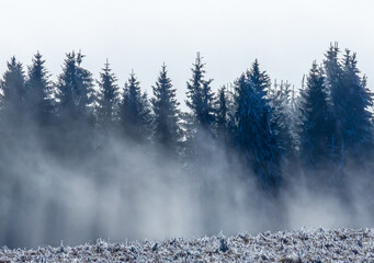 A coniferous forest edge in a cold climate, shrouded in mist or fog. Winter landscape featuring evergreen trees shrouded in mist and frost.