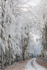 A beautiful winter scene featuring trees heavily covered in rime ice along a winding, snow-dusted forest road
