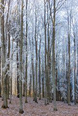 Trees covered in hoarfrost in a beech forest