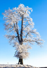 A solitary tree heavily covered in frost against a clear blue winter sky. A single deciduous tree heavily coated in rime ice (or hoarfrost) set against a clear, bright blue sky