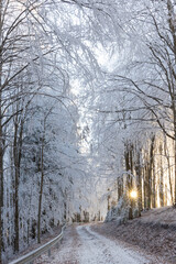 A beautiful winter moment on a dirt road in the forest as the sun rises. A beautiful frozen forest road with the sun shining brightly through the hoarfrost trees