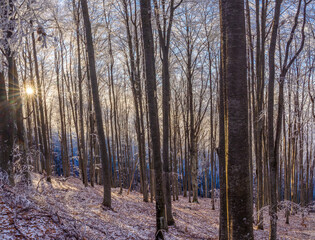 A forest in a winter setting, with frost or light snow covering the ground and bare tree branches. A forest in a winter setting, with frost or light snow covering the ground and bare tree branches
