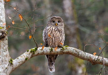 A Ural owl (Strix uralensis) sitting on a branch in a deciduous forest in autumn