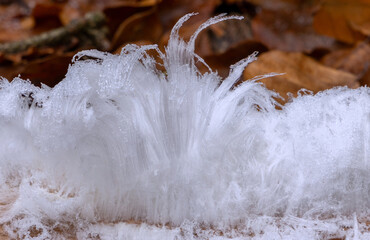 Hair ice or frost beard, a rare type of ice formation that grows on dead, rotting wood