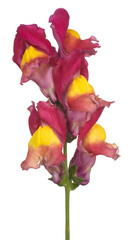 Snapdragon flower isolated