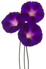 ipomoea flower isolated