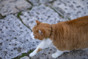 orange and white tabby cat walking purposefully across rustic grey stone pavement outdoors, soft natural light, selective focus on the pet's movement