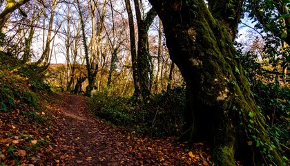 Autumnal forest path winding through dense trees