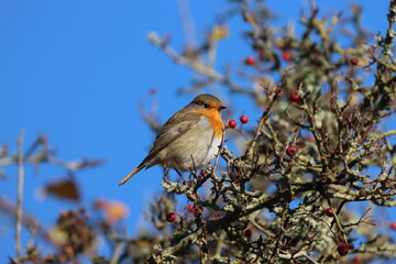 Hungry robin (Erithacus rubecula) feeding on some red berries