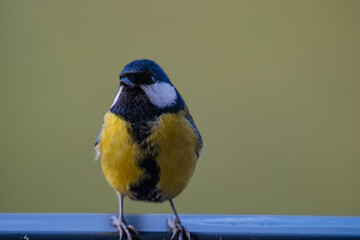 Curious Great Tit (Parus major) Perched on a Metal Railing: Front-Facing Portrait