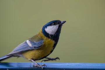 Curious Great Tit (Parus major) Perched on a Metal Railing: Front-Facing Portrait © Krzysztof