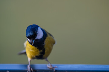 Curious Great Tit (Parus major) Perched on a Metal Railing: Front-Facing Portrait