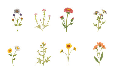 a collection of eight delicate wildflower 