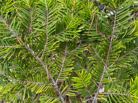 A close view of green pine needles covering several branches showing natural texture and vibrant foliage in an outdoor environment full of fresh growth - Powered by Adobe