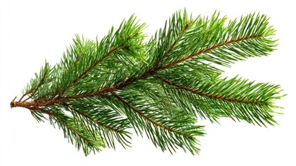 Evergreen pine branch isolated on white background, PNG element