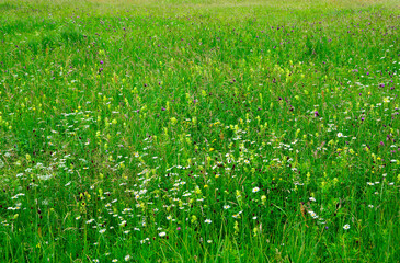 łąka kwietna z kolorowymi kwiatami, kolorowe kwiaty polne, kwiaty dla owadów zapylających, a flower meadow with colorful flowers,
