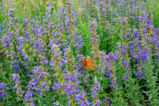 pomarańczowy motyl na kwiatach hyzopu lekarskiego, Hyssopus officinalis, orange butterfly on hyssop flowers, przeplatka atalia (Melitaea athalia)