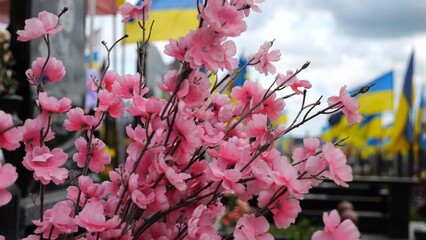 Close up of pink sakura flowers as memorial decoration in ukrainian military cemetery. At blur background countless national flags rise over graves of soldiers creating solemn tribute to sacrifice