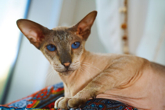 Sphynx cat with blue eyes on patterned fabric
