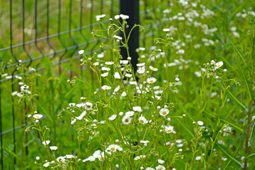 łąka kwietna z białymi kwiatami, dzika łaka kwiatowa, flower meadow, Przymiotno białe, zimotrwał zwyczajny (Erigeron annuus), annual fleabane, daisy fleabane, eastern daisy fleabane © kateej