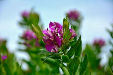 kwitnąca krzyżownica mirtolistna, różowe kwiaty krzyzownicy, Polygala myrtifolia, myrtle-leaf milkwort, Polygala myrtifolia, the myrtle-leaf milkwort, It's an evergreen shrub native to South Africa © kateej