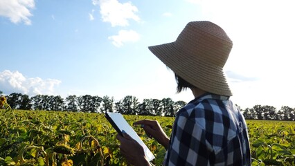 Female agronomist using digital tablet at sunflower meadow at sunny day. Adult farmer monitoring harvest at yellow flower field at sunset. Beautiful scenic landscape. Concept of agricultural business