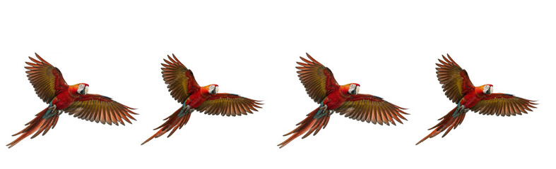 Colorful flying parrot set isolated on white background