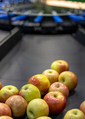 Apples sorted on a conveyor belt