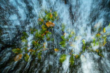 Pictorialism in an oak grove during autumn
