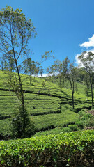 Naklejka premium Picturesque tea plantation in Sri Lanka, highlighting lush green hills and world-famous tea estates