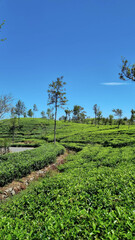 Picturesque tea plantation in Sri Lanka, highlighting lush green hills and world-famous tea estates
