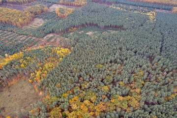 Aerial view of autumn forest with colorful trees, Ukraine.