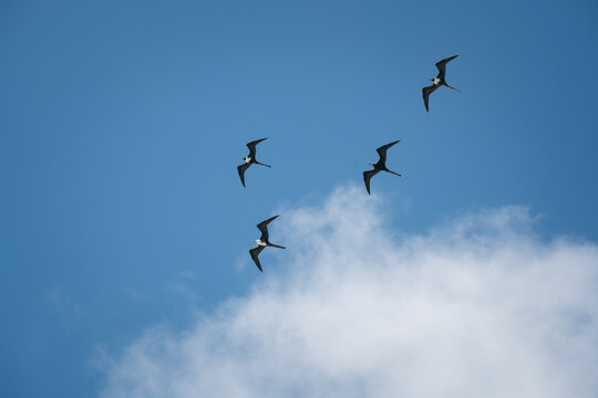 Frigatebirds soaring against the clear blue sky