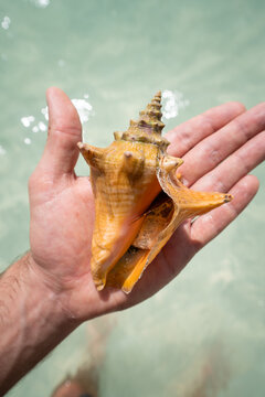Conch shell in hand on Yucatan beach